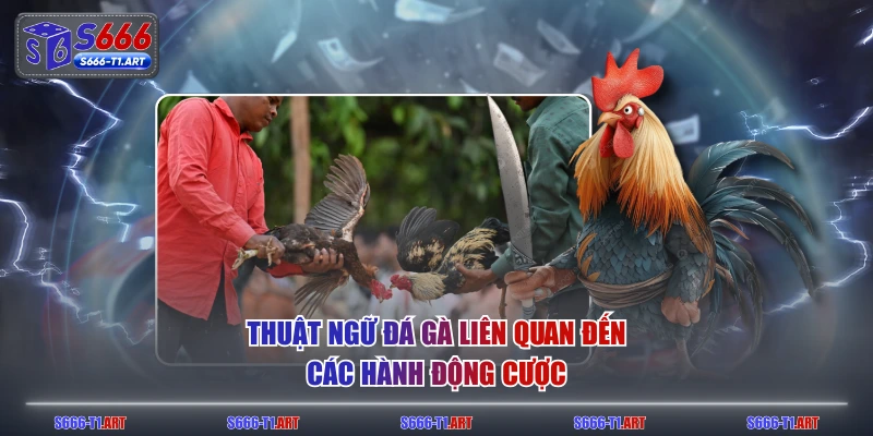 Thuật ngữ đá gà liên quan đến các hành động cược